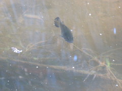 Micropterus salmoides