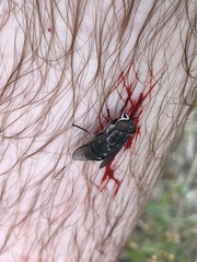 Tabanus limbatinevris