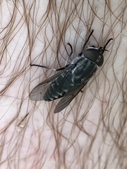 Tabanus limbatinevris