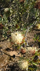 Protea glabra
