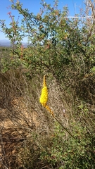 Bulbinella punctulata