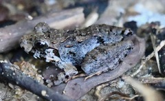 Limnonectes malesianus