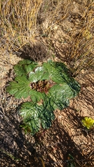Arctopus monacanthus