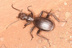 Baeoglossa anthracina