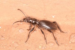 Baeoglossa anthracina