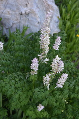 Corydalis caseana