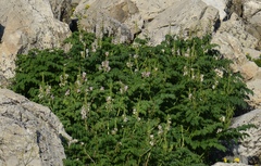 Corydalis caseana