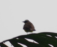 Myiozetetes cayanensis