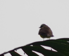 Myiozetetes cayanensis