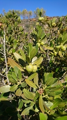 Hyaenanche globosa