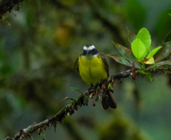 Myiozetetes cayanensis