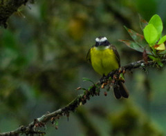 Myiozetetes cayanensis