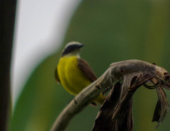 Myiozetetes cayanensis