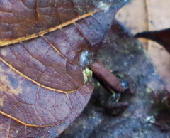 Epipedobates boulengeri