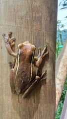 Trachycephalus mesophaeus