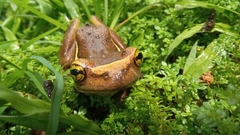 Trachycephalus mesophaeus