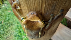 Trachycephalus mesophaeus