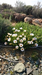 Dimorphotheca cuneata