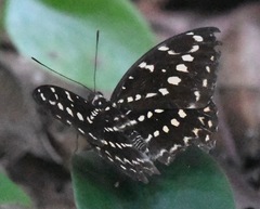 Lexias