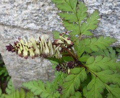Corydalis chaerophylla