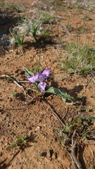 Moraea ciliata
