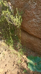 Heliophila pectinata