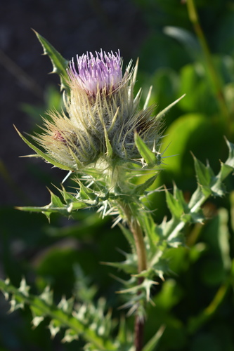 Cirsium griseum (Rydb.) K.Schum.