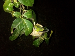 Chlorostilbon assimilis