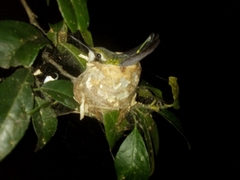 Chlorostilbon assimilis