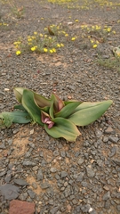 Colchicum coloratum pulchrum