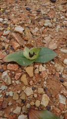Colchicum coloratum burchellii