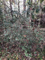 Ilex vomitoria image
