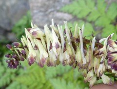 Corydalis chaerophylla