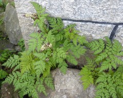 Corydalis chaerophylla