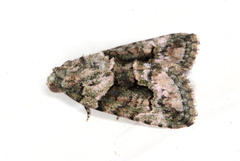 Pherechoa crypsichlora