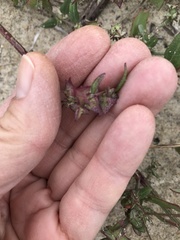 Atriplex glabriuscula