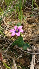 Moraea versicolor
