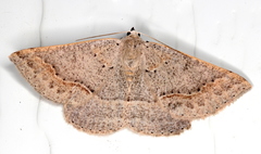 Nearcha tristificata