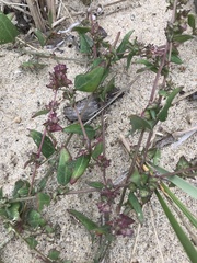Atriplex glabriuscula