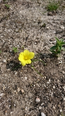 Moraea fugacissima