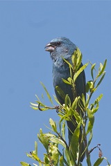 Cyanoloxia glaucocaerulea