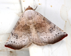 Mataeomera mesotaenia