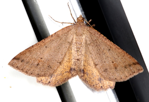 Dodonaea Moth