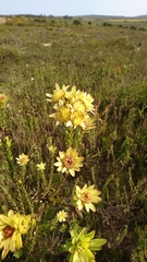 Leucadendron elimense elimense