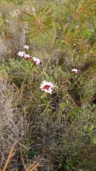 Sonderothamnus speciosus
