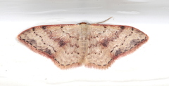 Idaea halmaea
