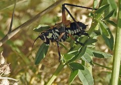 Scaphura elegans
