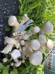 Macrocybe