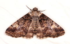 Cryphaea xylina