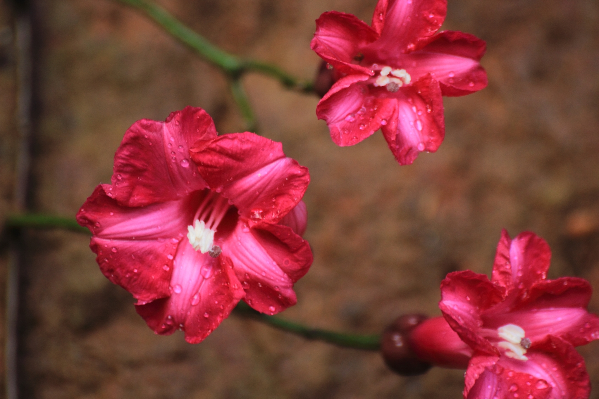 Ipomoea horsfalliae